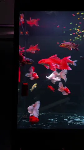 - Có 1 sự Chill nhẹ ở đây … ước được giống như 1 con Cá 🐠#đammê #nhasymeca #chillwithtiktok #cáchepphitan #Hồcákhủng 