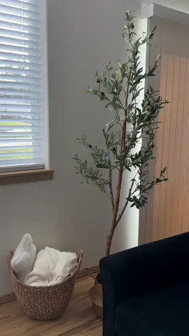 This olive tree from @Walmart are so beautiful 💔 Pot are from @Temu  My code: acy415180 My link: https://temu.to/m/ufoherivecp #homedecor #temufinds #walmartpartner #fyp #viralvideo 