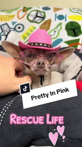 #chihuahua #rescue #Love #puppy #fyp 