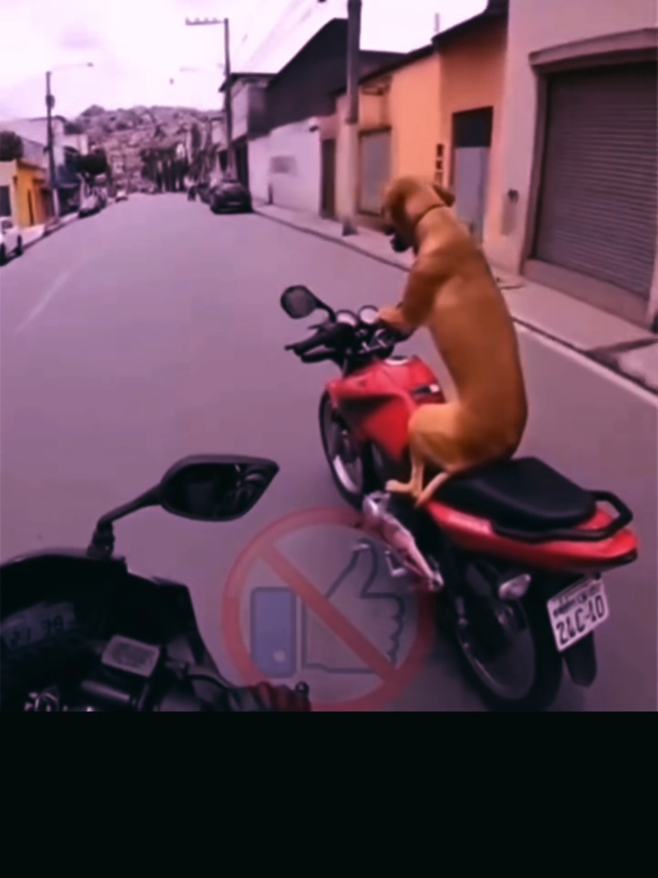 Fuga espetacular do Cachorro Caramelo  #gta5 #fuga #riodejaneiro #caramelo #ia 