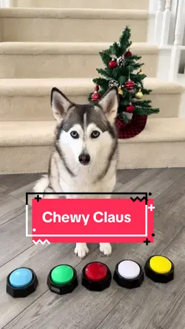 Sapphie starts a new holiday tradition by giving back! For every letter submitted, @Chewy claus will donate 5 meals to pets in need🫶🏻 #ChewyClaus #ChewyPartner #givingback #holidaytraditions #christmas 
