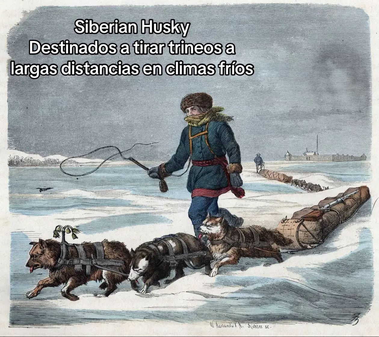 🎩🐕 “Antes cazaban, hoy duermen en tu cama” Descubrí cómo estas razas de perro pasaron de ser héroes de trabajo a especialistas en siestas, mimos y caritas tiernas 🐶✨ Del Dachshund cazando tejones al Golden Retriever pidiendo atención, te mostramos la evolución más divertida: 🔥 De valientes a peluches de sofá 🛋️ 📜 Swipe para ver cómo eran antes (pintura vintage) y cómo son ahora (versión meme) 🤭💖 #Perros #RazasDePerros #AntesYDespués #CarruselPerruno #DogTok      