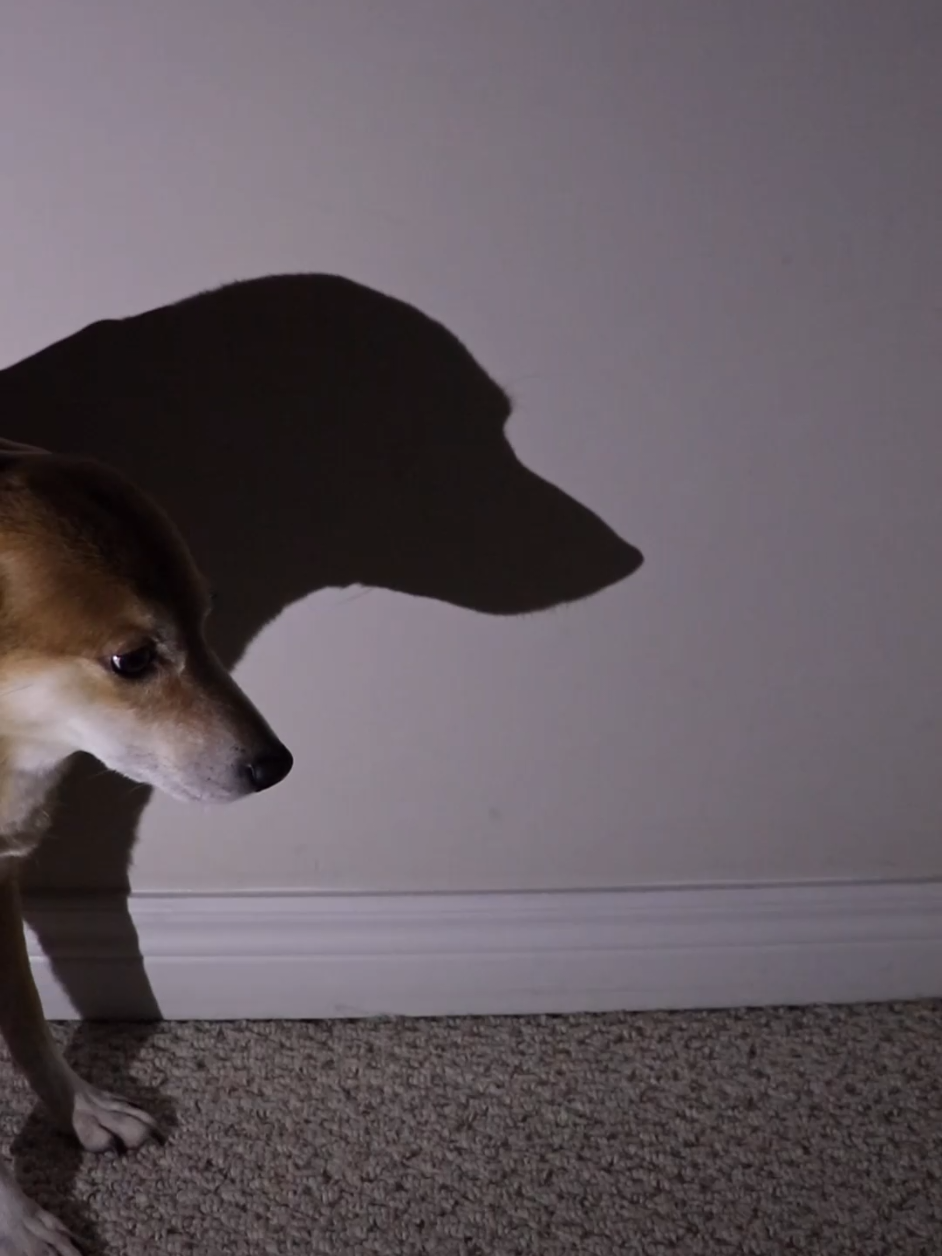 that's a big caboose😳 . #doglovers #shibainu #foryou #cutedog #dogsoftiktok 