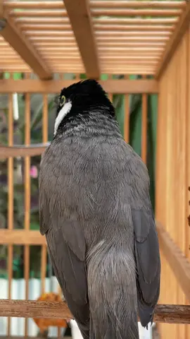 ماشاءاللە #بولبولەکەی_کوردستان #foryou #بلابل_ديالى_العراق #بلبل_عراقي_ابيض_الخدين #بلبل_عراقي 