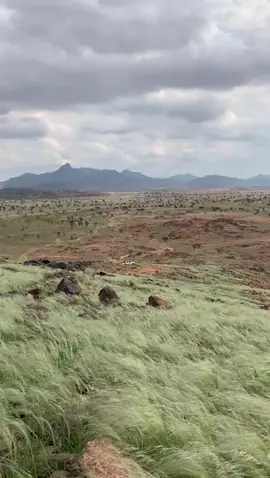 ربيع واسط ٢٠٢٢ #اكسبلور #السعودية #مكة #المدينة_المنوره #محافظة_بدر 