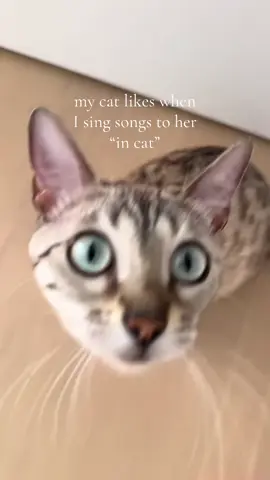 today it’s Sade haha  #catsoftiktok #cats #bengalcat #snowbengal 