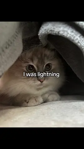 take a sip and leave a follow #cat #helicopter #thunder #lightningbefore 