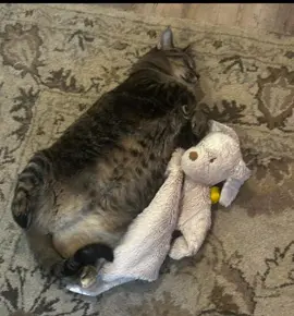 moomoo sahurrrrrr #cat #bruh #meme #fyp #lolz