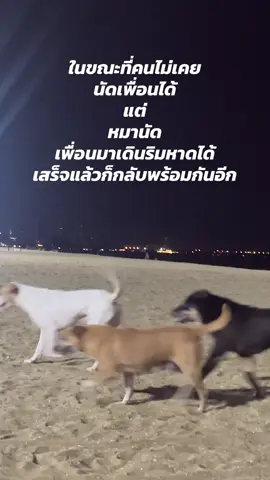 นัดยากเย็น อิจฉาหมา555  Edited : คนถ่ายเป็นคน ไม่ใช่หมาจ๊ะ ขอความกรุณาคอมเม้นต์ให้เกียรติกันด้วยนะคะ ขอบคุณคับ🙏