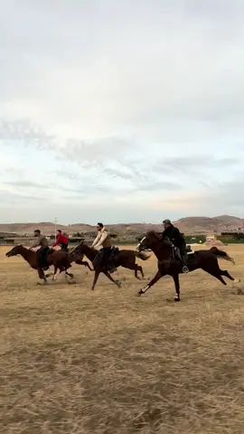 #06 #keşfet #horse #خیل 