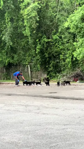 We would have went home with 15 cats and a chicken. Don’t worry y’all: the gas station owner says he feeds them several times a week 😂 #catdistributionsystem #catsoftiktok #cats #gasstationstorytime #straycats 