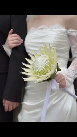 Tối giản là đỉnh cao của tinh tế — nàng dâu chọn King Protea, bông hoa của sự kiêu hãnh. Tặng kèm hoa cài áo chú rể. Giảm ngay 10% khi đặt trước 7 ngày Thiết kế hoa cưới theo ngân sách của bạn Free ship bán kính 3km. #hoacuoi #fypシ゚viral #trendviet #fyp #viralvideo 
