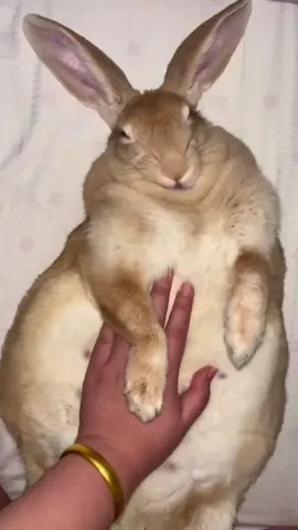 Lovely ❤️ @Rabbit_RR #rabbit #rabbitsoftiktok #bunny #rbn19 #fyp 
