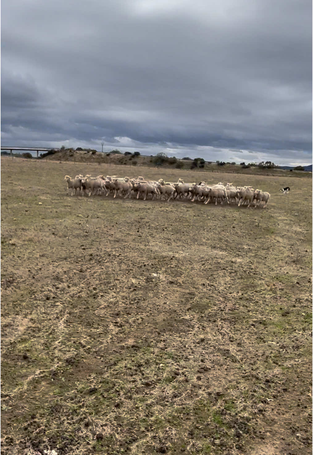 Hoy, Alpha ha realizado una recogida de un lote de corderas de reposición a 300 metros de distancia con total eficacia. Durante todo el ejercicio no ha sido necesario que nos desplacemos: no hubo carreras ni movimientos innecesarios optimizando nuestro tiempo y el manejo del ganado.  #workingbordercollie #workingbreed #internationalsheepdogsociety  #oveja #sheep  #sheepdog #workingbreeddog  #ganaderiaextremadura #isdsbordercollie #sheepdogtrial #sheepdogtraining  #puppysheepdog #puppy #bordercolliepuppy #perrosdepastoreo #ganaderiaextremadura  #perropastor #ganaderiaextensiva #bordercollie