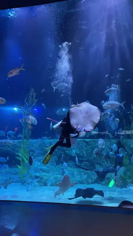 Luỵyyyyy thủy cung vô cùng tận 