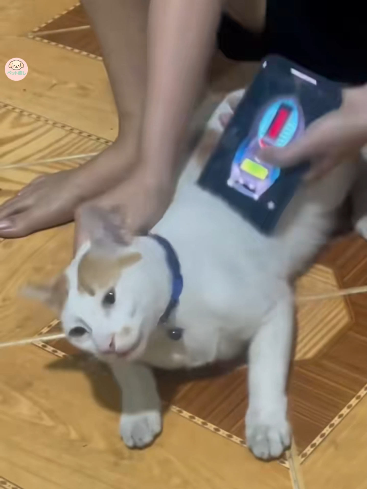 止まらない笑い！動物たちのハプニングベスト 😂🐾 #おすすめ  #おもしろ動物 #動物動画 #ハプニング集 #笑いが止まらない #tiktokjapan