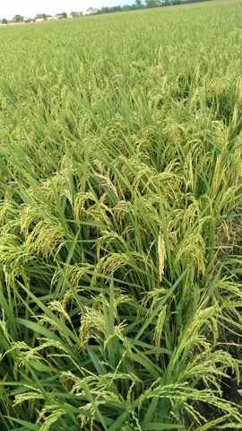 mendung lg bae. inpari 32 mix ciherang