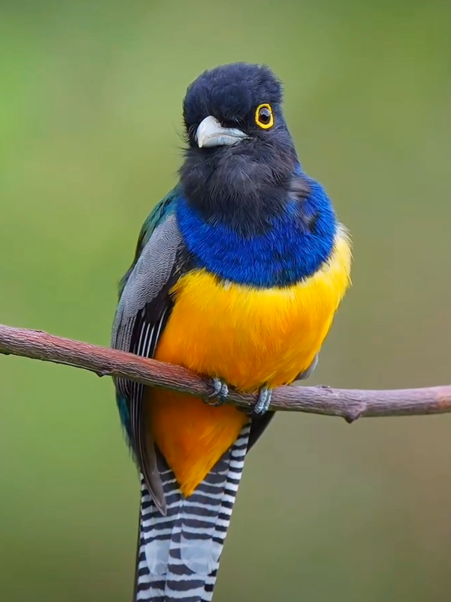 Wonderful sounds of nature #animals #nature #wildlife #animalsworld #foryou 