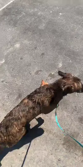 Cheeto is completely fine 🤣🫶🏼 he went back in the stroller after this and the same thing happened to toothless i got it on video😅 #fyp #funny #jet2holidays #hilarious #cat 