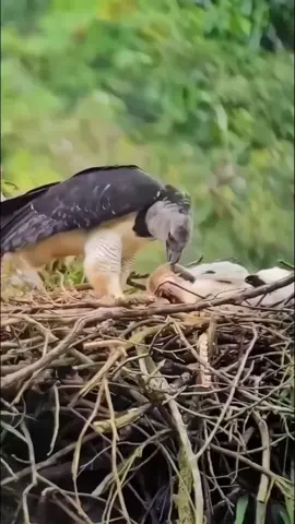 Harpia uma das aves mais poderosas do mundo #Harpy #animaisselvagens #natureza #harpia 