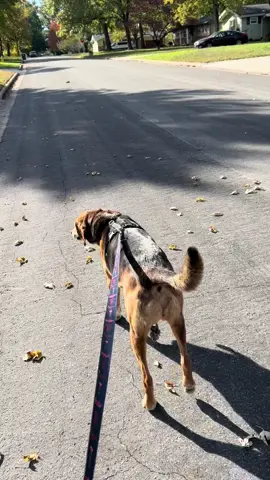 What’s playing in my headphones while I walk my dog pt 1. #fyp #treeingwalkercoonhound #mix 