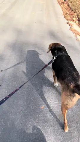 pt. 2 of what was playing in my headphones while walking my dog #fyp #treeingwalkercoonhound #mix 