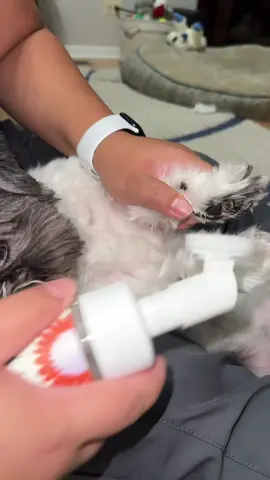 Because clean, soft paws = happy pup 🐾 #DogMomMustHaves #PetCareEssentials #CleanPaws #DogSkincare #PetLover 