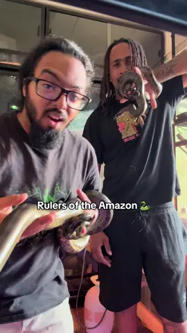 Hanging out with some amazing Green Anacondas!! 🐍🐍🐍 @Kreature King  #snakes #anaconda #reptiles #fyp #animals 