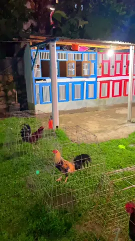 #ayampilipina🇵🇭 #bulanganlondong🐓 #ayamimport #fyppppppppppppppppppppppp #peternakmuda 