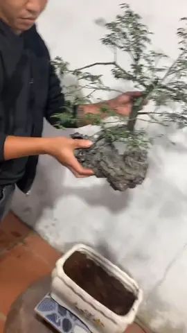 #tiktoklive #livehighlights 