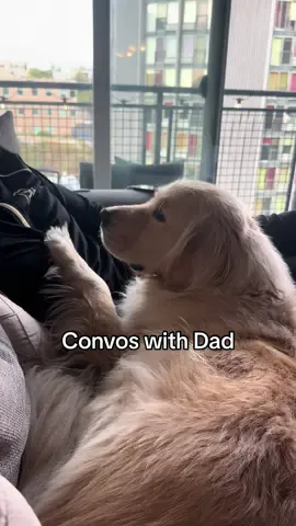 Convos with dad go from calm to not real quick 🤪 #goldenretriever #sillydog #playtime #dogsoftiktok 
