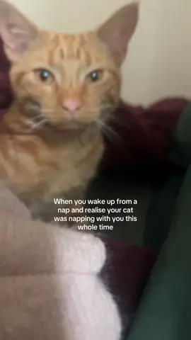 #fyp #orangecat #boys 