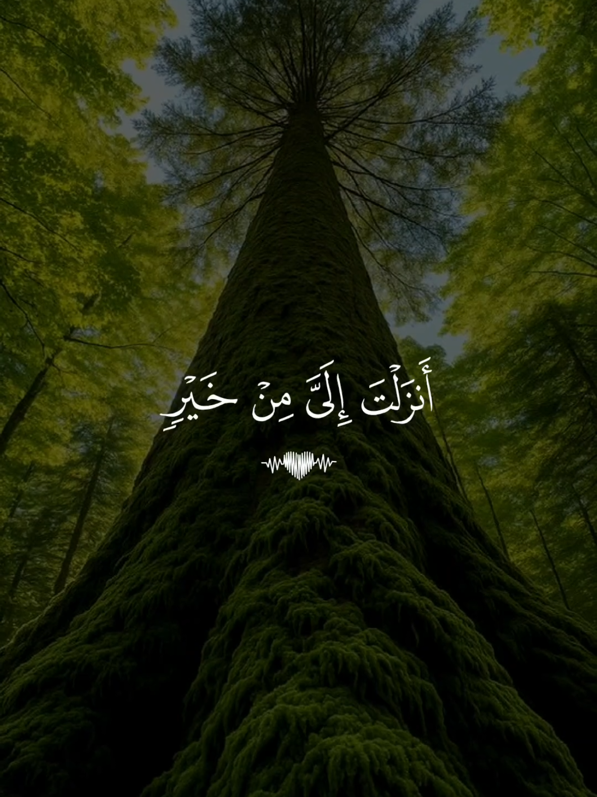 🕳️ تلاوة خاشعة بصوت القارئ فارس عباد سورة القصص  #تلاوة_خاشعة #قران #quran #fyp #foruyou 