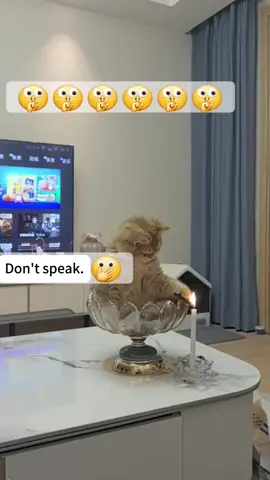 Cat curious 🙀 #cat #viral #funny #fyp #catmoments💛  