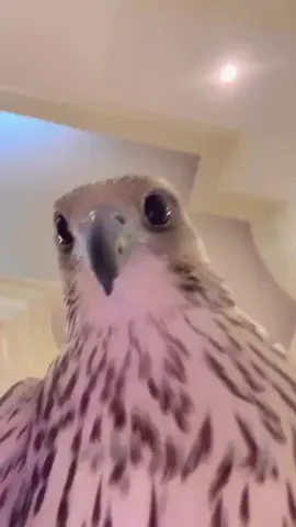 #الشعب_الصيني_مال_حال😂😂 #اكسبلور #صقر #fyp #تثليث 