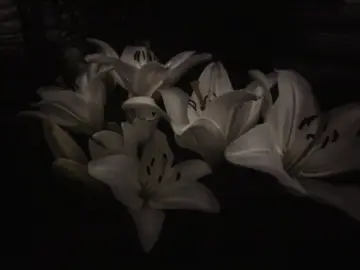 a little death #songs #lyrics #vibe #theneighbourhood #dark #atmosphere #alittledeath #viral #fyp 