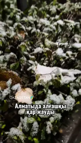 Алматыда алғашқы қар жауды  Алматыда күні бойы толассыз жаңбыр жауып, арты қарға  ұласты. Синоптиктердің болжамынша, күн күрт суытуы мүмкін.  Ауа температурасы түнде -5 градусқа дейін төмендейді. Қалалық Полиция мен төтенше жағдайлар қызметі тұрғындарға барынша сақ болуды ескертеді.  Әсіресе көлік жүргізушілеріне қысқы дөңгелекті дер кезінде ауыстыруға, жолда абай болуға шақырады. Жаяу жүргіншілерге де сақтық шараларын сақтауға кеңес береді.