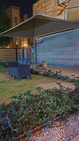 #حسابي_الرسمي_على_التيك_توك #مشاهير_تيك_توك 