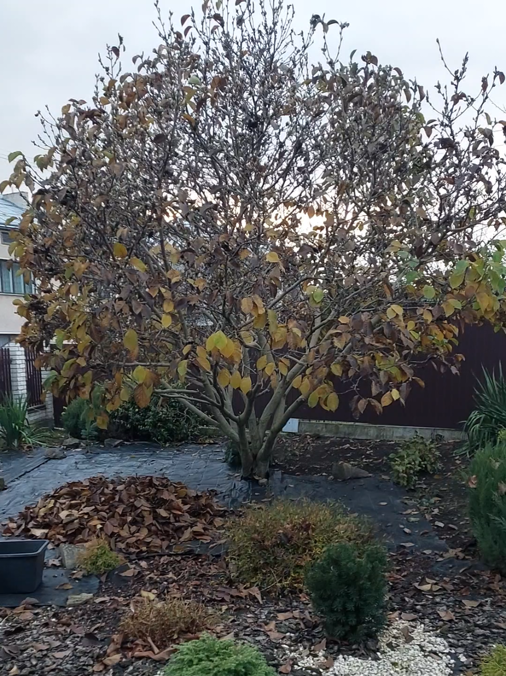 моя магнолія у 15 річному віці .