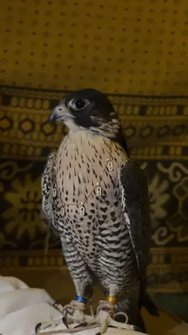 ماشاءالله تبارك الله ❣️#fyp #4u #explore 