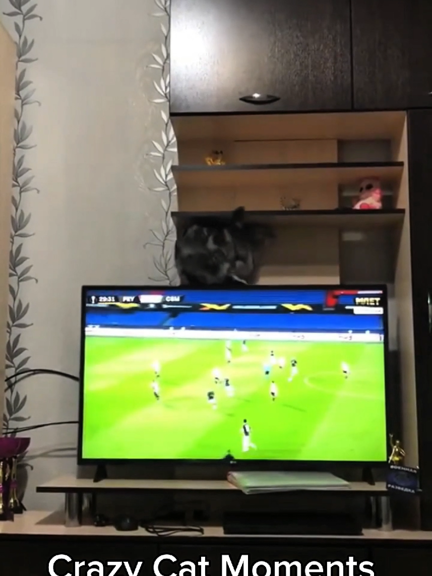 🐱 Lustige Katze #katze #lustigevideos #tiere #katzentiktok #katzenliebhaber 