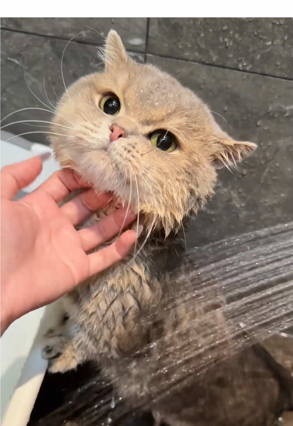 He's actually being such a good boy for bath time! 🥹#kitten #cute #cat 