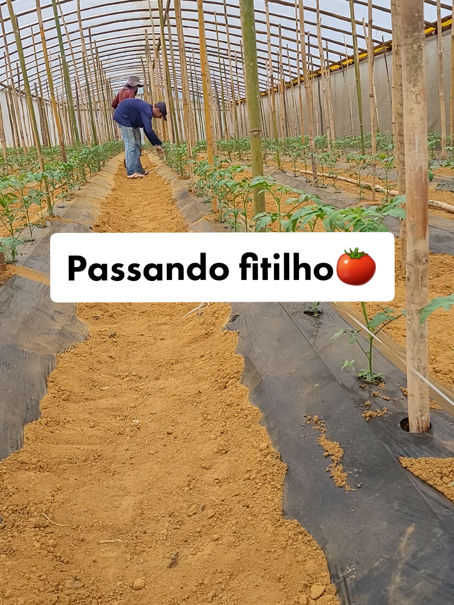 Passando fitilho #vaiprafy #dicaderoça 