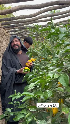#باغ لیمو در کندز#forupage #videoviral #کندزی #شهزاده حسن