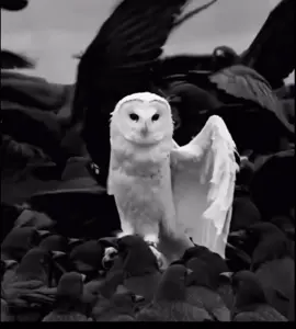 A black crow can symbolize wisdom, mystery, or transformation, while a white owl often represents purity, spiritual wisdom, or change.#christiantiktok #bibleverse #jesus #owl #crow #goviral #fyp 