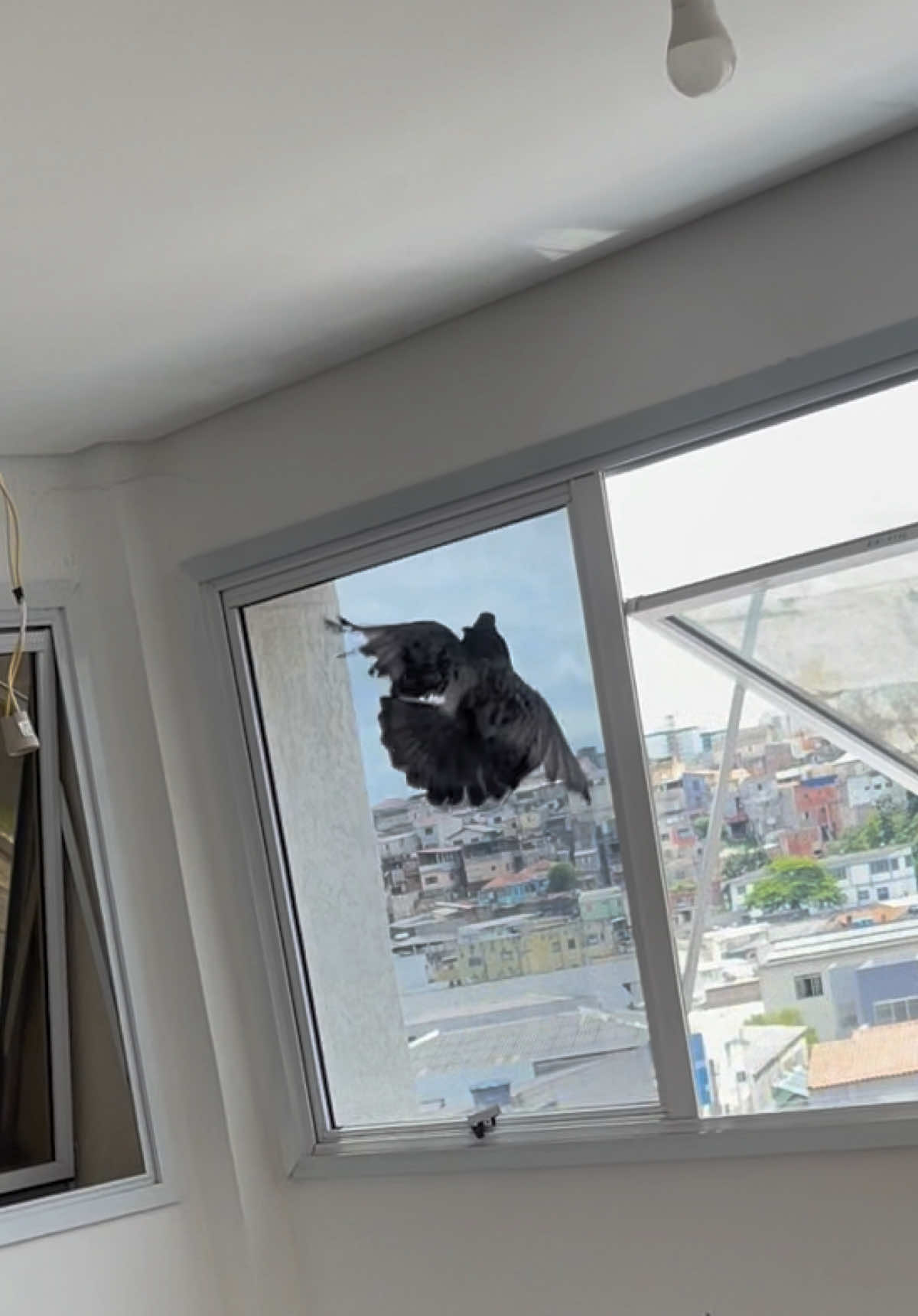 Pensa em um bicho burro … 🕊️🤦🏽‍♂️