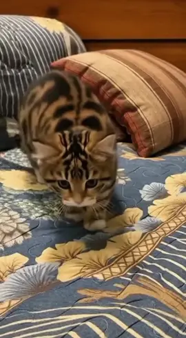 the mini tiger 🐅 still doesn't have a Name  Everyone DROPS a Name  #cat #tiger #creatorsearchinsights #viral #realcreator 