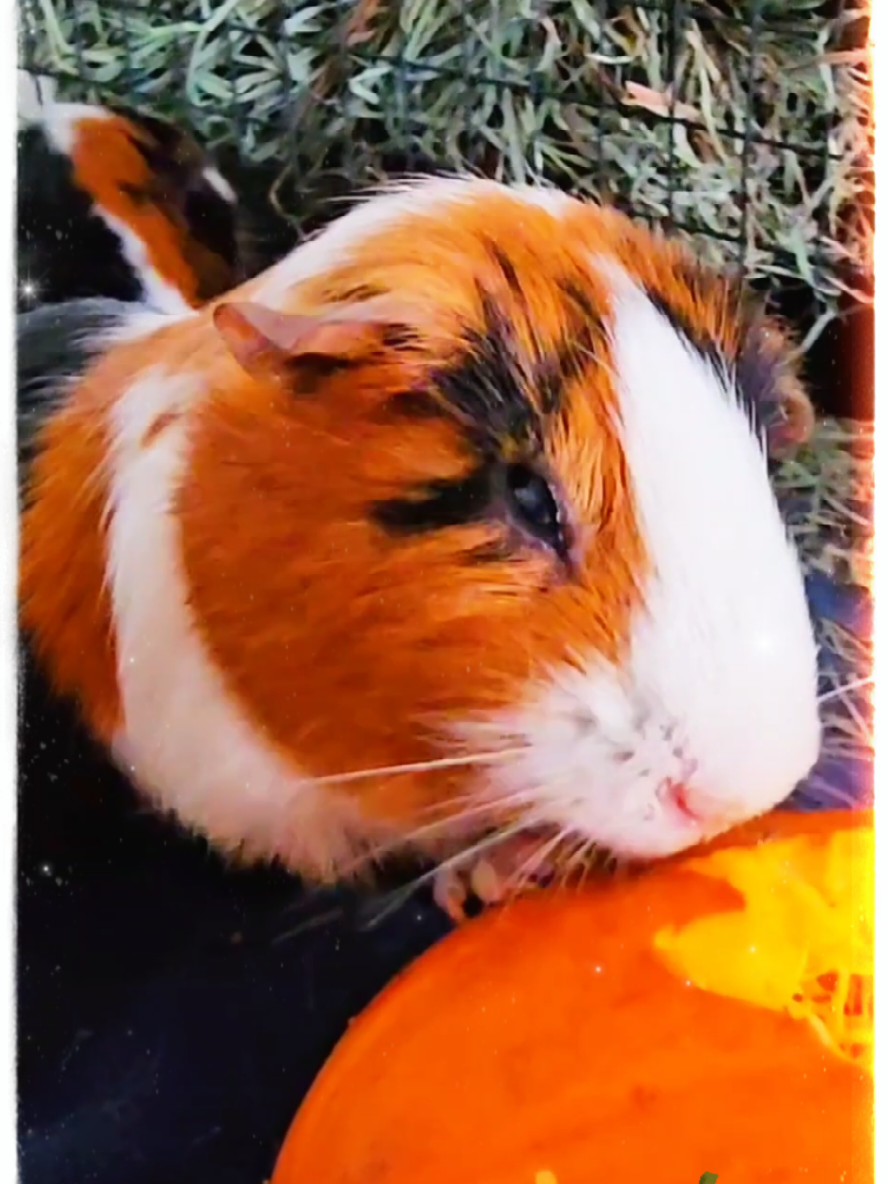 Piggy Pumpkin Workout! 🎃✨️  #funny #PetsOfTikTok #guineapig #Pumpkin #Halloween 
