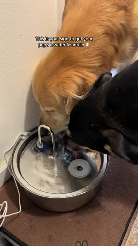 They love it so much! #dogwaterfountain #dogwater #filteredwaterforpets #tiktokshopblackfriday #dogmomlife 