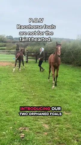 Introducing our two orphan racehorse foals Big Red and Stu pot. They lost their mothers and now they are weaned and buddied up as a pair. They are best friends but Big Red is the boss. #equestrian #horse #stud #equestrianproblems #fyp 